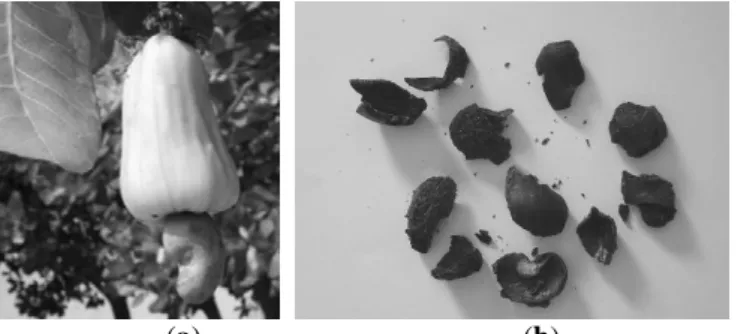Figura 1: a) Caju: pedúnculo e castanha. Fonte: Eric Gaba, 2005. Local: Euzébio, CE. b) Cascas de  castanhas após decorticação: pedaços não-uniformes  