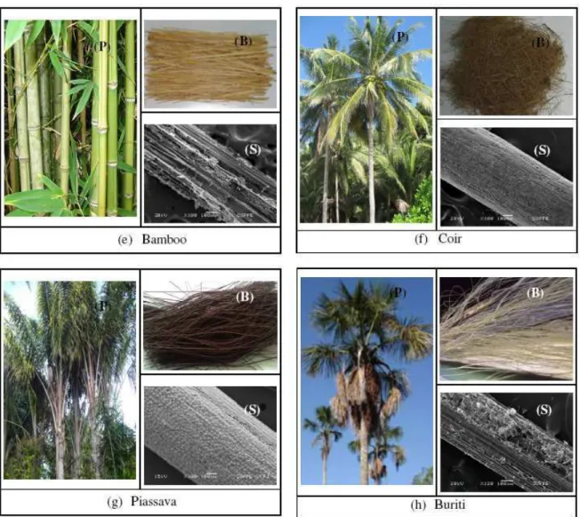 Figure 2 (cont.): Illustration of a plant (P); a bundle (B) and SEM surface (S) for the eight lignocellulosic  fibers considered