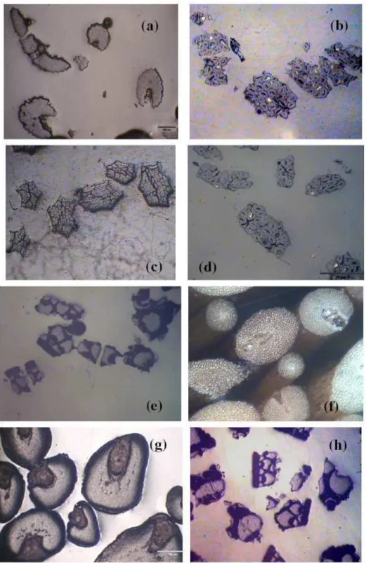 Figure 4: Typical cross-sections of fibers with different diameters for each one of the eight types of  lignocellulosic fibers considered: (a) sisal, (b) ramie, (c) curaua, (d) jute, (e) bamboo, (f) coir, (g) piassava, 