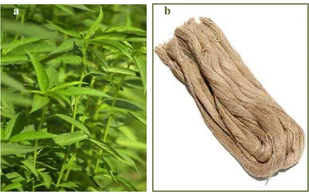 Figure 1: (a) Typical jute plant; (b) bundle of fibers extracted from the stem. 
