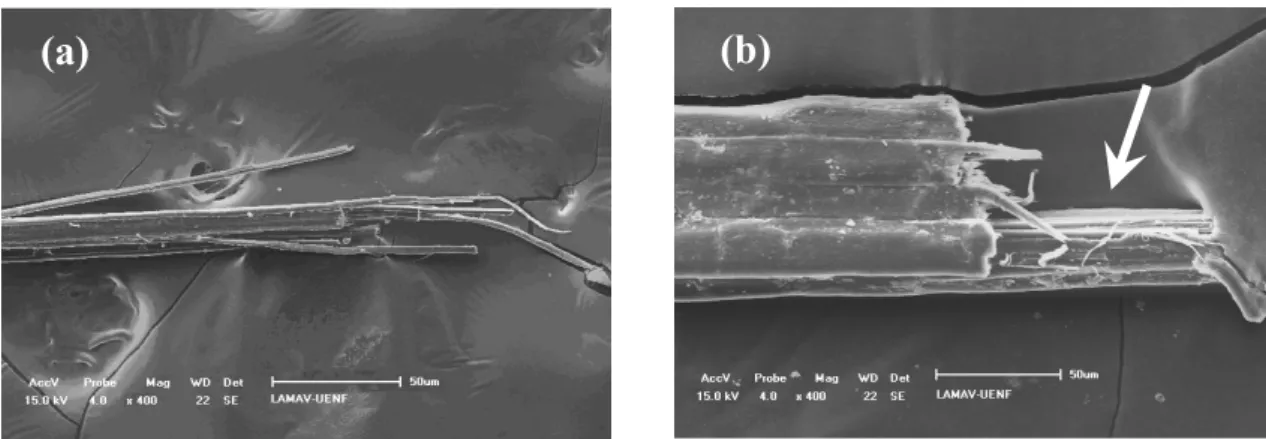 Figure 6: SEM fractographs with same magnification of tensile-ruptured jute fibers: (a) thinner, d = 0.02 mm  and (b) thicker, d = 0.19 mm