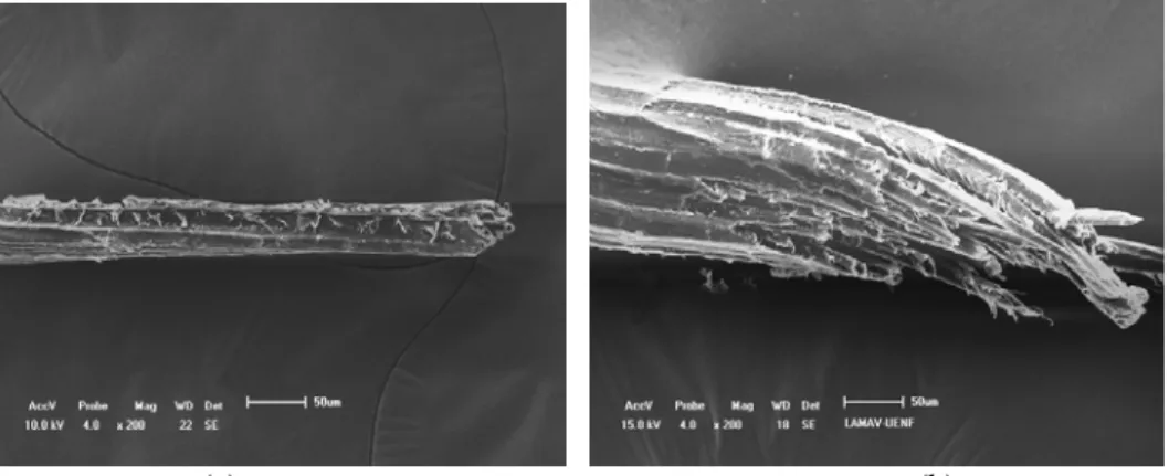 Figure 7: SEM fractograph of tensile-ruptured tips of sisal fibers (a) thinner, d = 0.05 mm and (b) thicker, d 