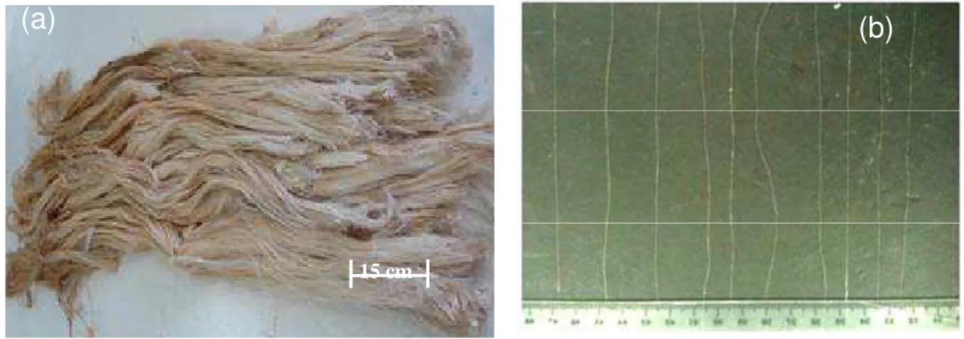 Figure 1: The bundle of curaua fibers obtained for this work (a) and separated fibers (b)