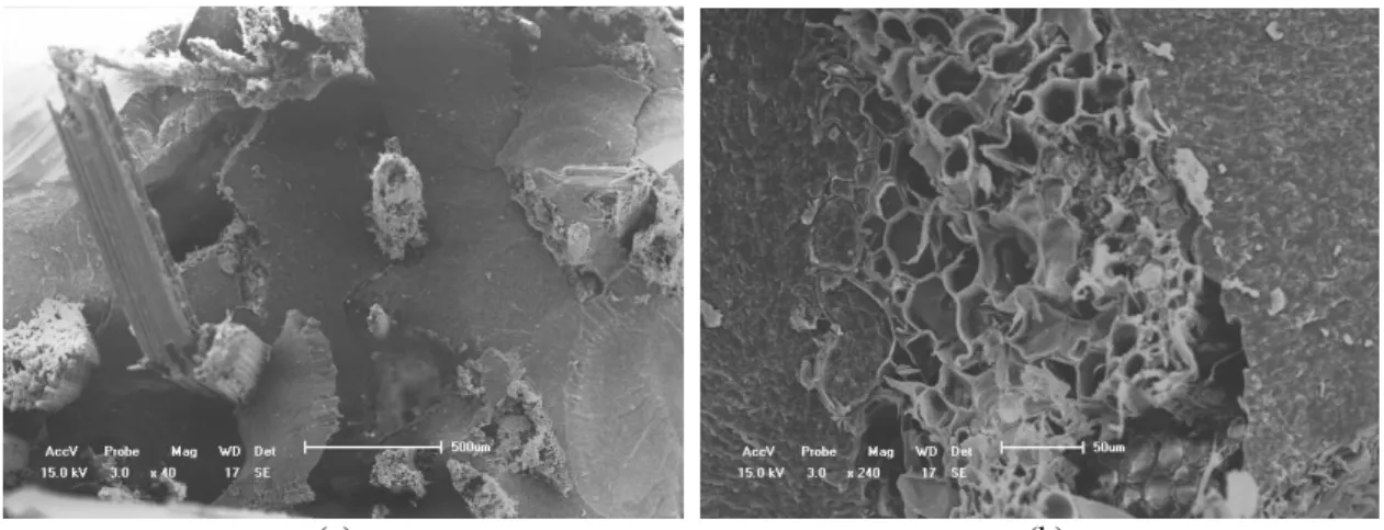 Figure 8: SEM fractographs of a 30% thinner buriti petiole fiber reinforce composite with different  magnification: (a) 40x, and (b) 240x