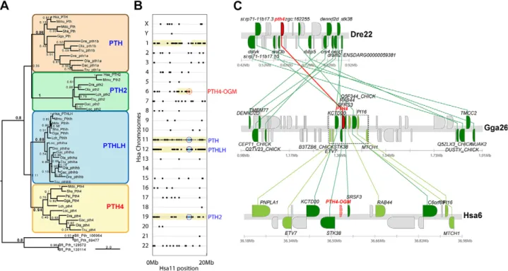 Figure 1. Phylogenetic and conserved synteny analysis of PTH related proteins. A) A phylogenetic tree inferred by maximum likelihood, showing the relationship between PTH4 proteins and other proteins of the PTH, PTH2, and PTHLH families