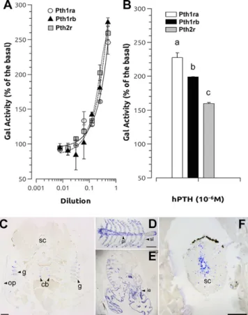 Figure 5. Pth4 interaction with zebraﬁsh Pth receptors. A, B) Effects of recombinant Pth4 mature peptide dilutions (A) and synthetic hPTH (B) on galactosidase activity in HEK293 cells stably expressing cAMP-responsive b-galactosidase  re-porter gene and tr