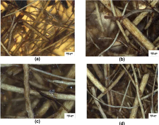 Figure 6: Stereomicroscope photographs corn starch composite with (a) 5% and (c) 15% coir ; cassava starch  composite with (b) 5% and (d) 15% coir fibers