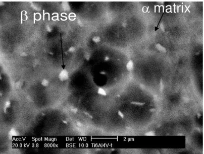 Figure 5: SEM image of microstructure of the sample Ti-6Al-4V annealed at 800ºC for two hours  