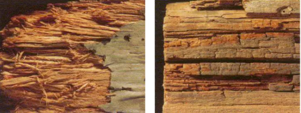 Figura 2: Aspectos da madeira atacada por fungos apodrecedores. Fonte: CRUZ [6]. 