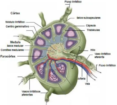 Figura 1- Ilustração da estrutura interna de um linfonodo (adaptado de Mescher, 2016)