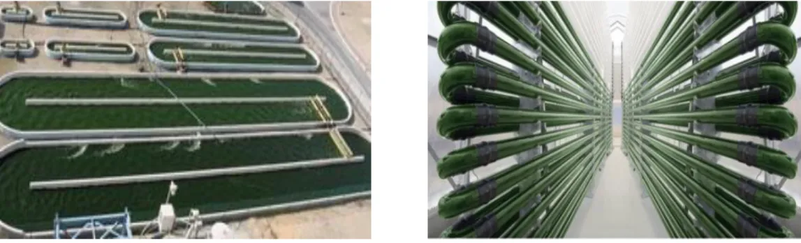 Fig. 1.5. Harvesting of microalgae biomass by flocculation  Lipid Content 