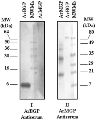 FIG. 6. Western blot analysis of ArMGP and ArBGP polyclonal antiserum. One microgram of each protein was electrophoresed on two 18% SDS-PAGE gels (Novex; Invitrogen)