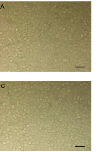 Figure 2: Percentage viability of tested chain elastics obtained by spectrophotometry