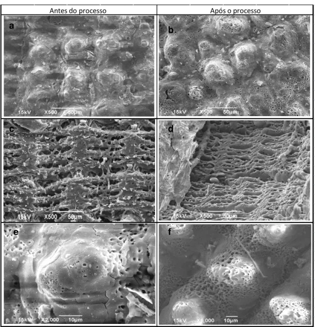 Figura 8: Micrografias da Cinza da casca de arroz antes (a,c, e) e após o tratamento com Fusarium oxyspo- oxyspo-rum à 28°C e pressão atmosférica (b,d,f) 