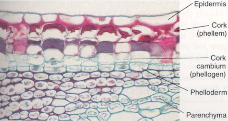 Figura 1 – Fase inicial do desenvolvimento da periderme do sabugueiro (Sambucus) 