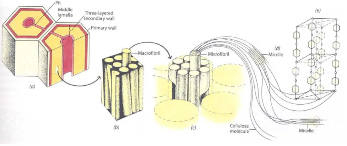 Figura 9 – Estrutura e composição da parede celular das plantas.  (Fonte: Raven et al., 1999)