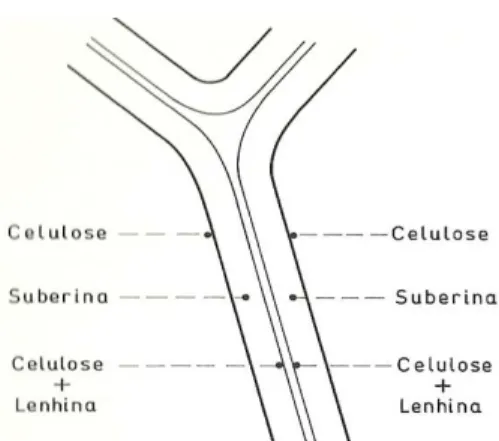 Figura 11 – Estrutura da parede celular da cortiça segundo von Hohnel.  (Fonte: Fortes et al., 2004) 