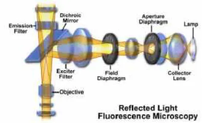 Figura 15 – Esquema da configuração do microscópio de fluorescência.  