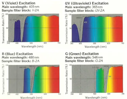 Figura 17 – Curvas dos espectros de transmissão dos filtros utilizados.  (Nikon, 1989) 