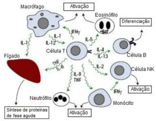 Figura 2: As células T conseguem regular diversos elementos do sistema imunitário através  da produção de citoquinas