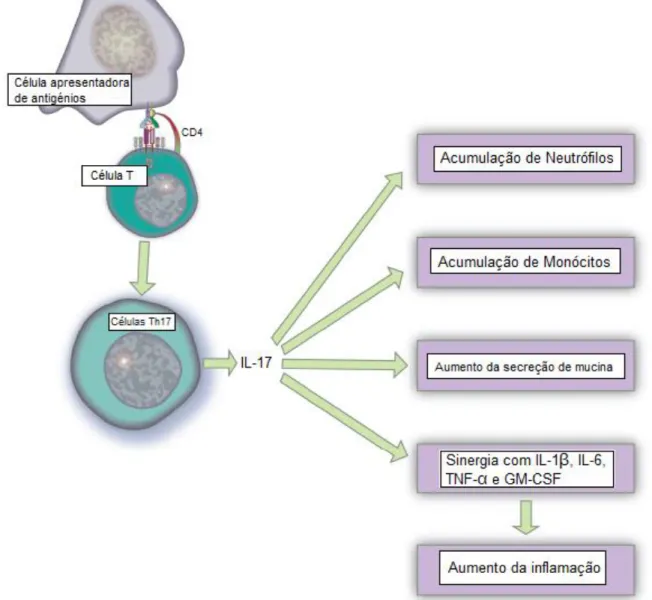 Figura  3:  Ações  da  IL-17  após  a  diferenciação  das  células  Th17.  Nas  respostas  imunes  contra bactérias, fungos e parasitas, a IL-17 atrai neutrófilos e macrófagos para os locais da  inflamação