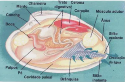 Figura 4 Esquema de um molusco bivalve. 