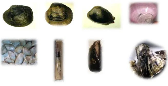 Figura 8 Imagens das espécies de bivalves ensaiadas. 