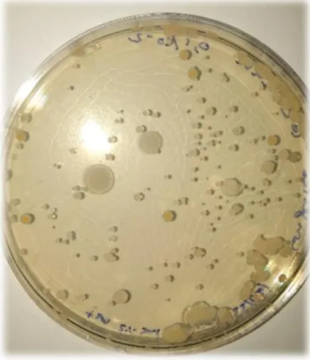 Figura 10 Placa de Petri (90 mm) com UFC de microrganismos viáveis totais. 