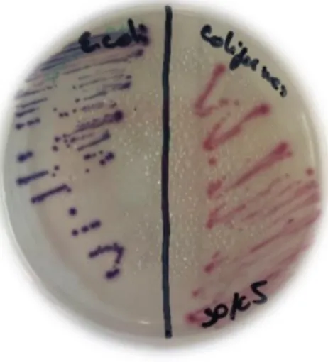 Figura 11 Placa de Petri com meio seletivo cromogenico diferenciando por cores E. coli e  coliformes