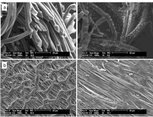 Figura  5: Micrografias dos materiais a) PET; b) PTFE; antes (esquerda) e após 270 dias de degradação (direita); com  aumento de 1000x