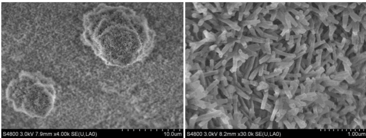 Figure 4:  The scanning electron microscopy(SEM)  images of the lotus leaf`s upper surface  3