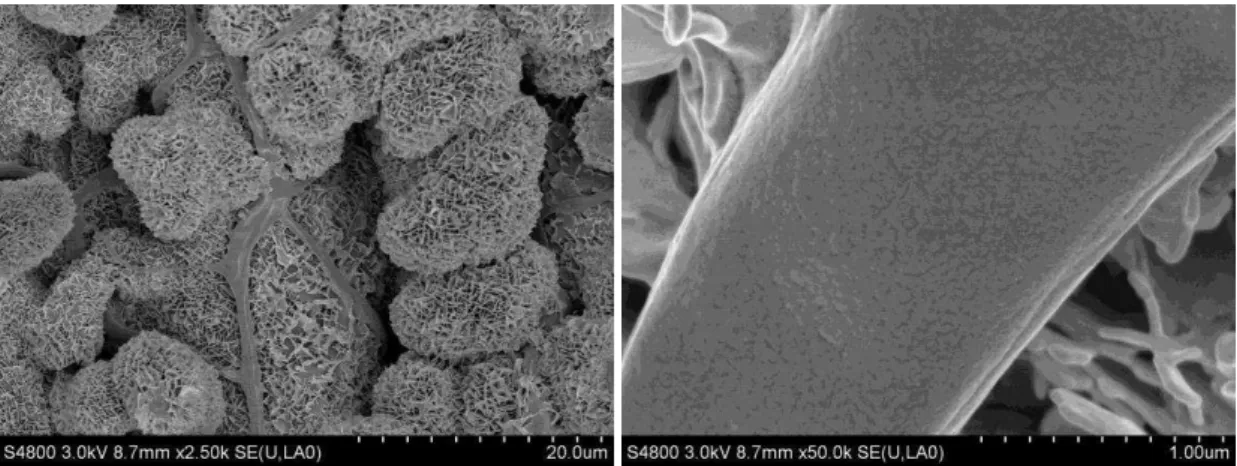 Figure 7:  The repulsive mechanism of wild silkworm silk  4. CONCLUSIONS 