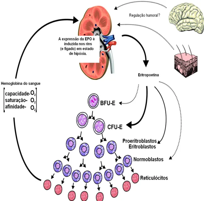 Figura  7:  Representação  esquemática  da  regulação  da  eritropoiese.  A  escassez  de  gás  oxigênio  (hipóxia) é um estímulo para a síntese de eritropoetina (EPO), inicialmente nos rins