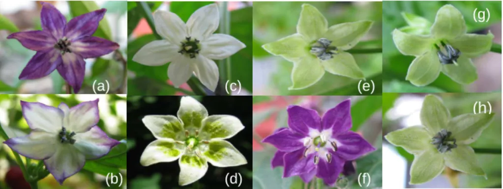 Figura 20 – Diferenças entre as flores das espécies C. annuum: plantas 53 (a), 53”off-type” (b) e 120 (c);               