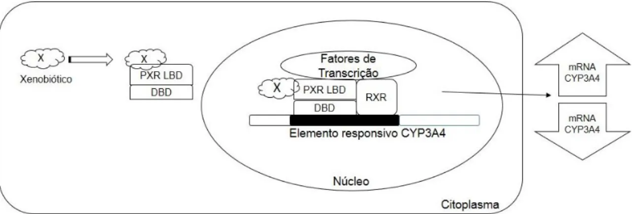 Figura 6. Esquema representativo da metabolização de xenobiótico por PXR. 