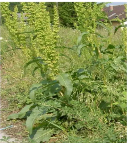 Figura 1. Exemplar de Rumex crispus. 