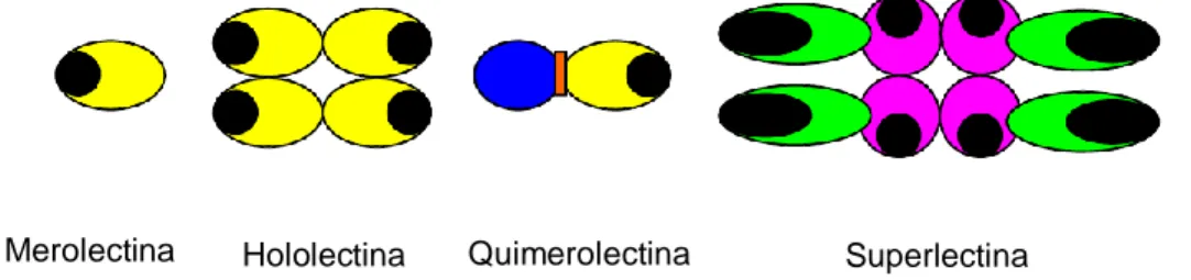 Figura  8.  Classificação  das  lectinas  relativamente  à  sua  estrutura.  As  áreas  pretas  representam os locais de ligação aos hidratos de carbono