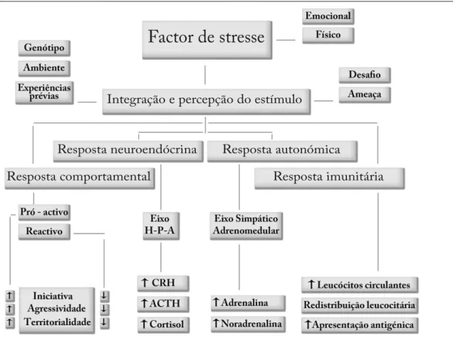 Figura 1 – Diagrama exemplificativo das respostas biológicas desencadeadas perante um factor de  stresse (autoria própria)