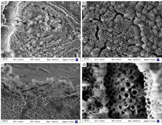 Figure 1: SEM images of ZrO 2  nanotubes prepared at different voltages (a)  40 V (top view); ( b)  60 V (top view);  (c)  80 V (bottom view); (d) 100 V (top view)