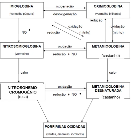 Figura 2. Mudanças químicas da mioglobina durante as reacções de cura   (Price e Schwergert, 1994)