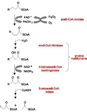 Figura 4. Enzimas da β-oxidação peroxissomal na levedura. 