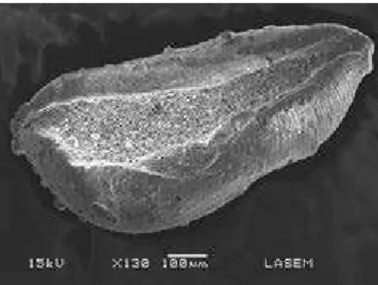 Figure 3 (c): SEM micrograph of magnetic beads showing a homogeneous particle size distribution.
