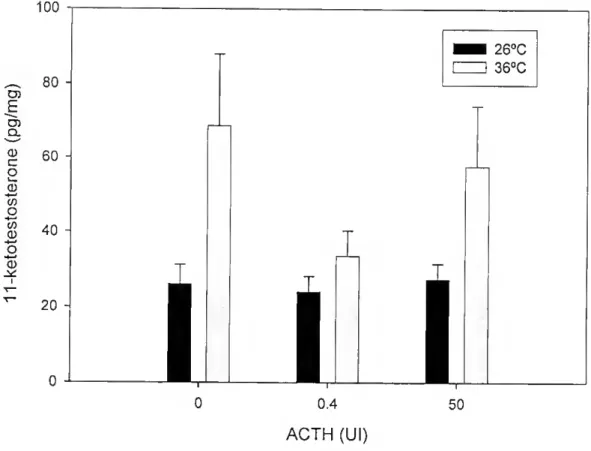 Figura 5 - Eteito da temperatura e dose de ACTH nos níveis de 11-cetotestosterona. Não existe uma dose  resposta significativa em resposta a ACTH, mas a produção basal de 11-cetotestosterona é  significativamente superior a 36 0 C (p&lt;0.05)