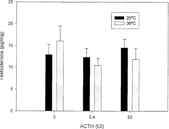 Figura 6 - Efeito da temperatura e dose de ACTH nos níveis de testosterona. Não existe uma dose  resposta significativa em resposta a ACTH, nem diferenças na produção basal de testosterona a 26 0 C e  36 0 C