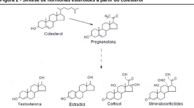 Figura 2 - Síntese de hormonas esteróides a partir do colesterol 