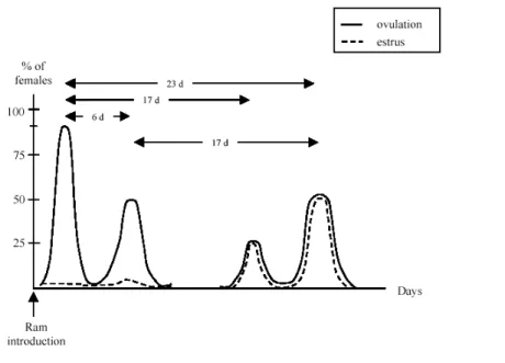Figura  3:  Efeito  macho  na  ovulação  e  expressão  de  comportamento  de  cio  nas fêmeas (Santos, 2007, adaptado de Gelez e Fabre-Nys, 2004)