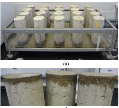 Figura 2: Ensaio de absorção de água por capilaridade: (a) Aparato de absorção por sucção capilar; (b) Detalhe do sili- sili-cone na lateral dos corpos de prova