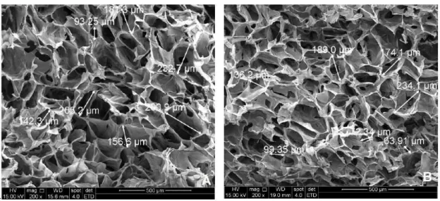 Figure 3: SEM images showing interconnected network pores with thin walls and uniform cavities