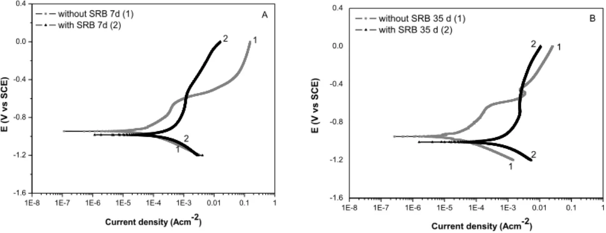 Figure 5: Polarization curves of carbon steel in the culture medium in the absence and presence of SRB after 7 days (A)  and 35 days (B) of exposure