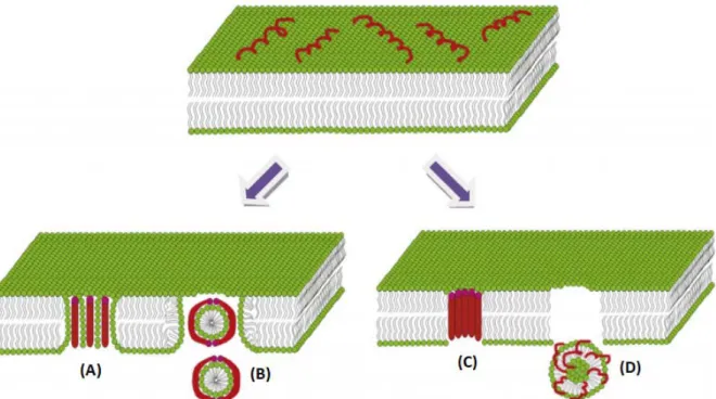 Figura  1.  Diferentes  modelos  de  ação  descritos  para  os  peptídeos  antimicrobianos  em  membranas  lipídicas:  (A)  poro  toroidal,  (B)  carpete,  (C)  formação  de  barril  e  (D)  modelo  agregado (Li et al., 2012)